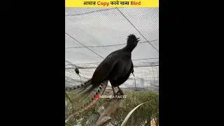 The World' Largest Mimic Bird #shorts