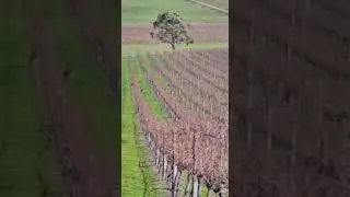 Vinhedos e Gangurus na Austr&aacute;lia