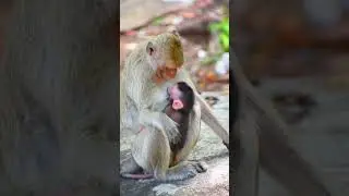 Moment mom block milk baby
