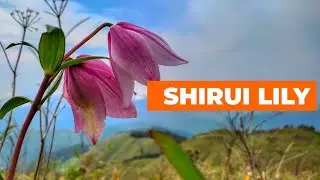 CALL OF THE SHIRUI LILY | SHIRUI PEAK | MANIPUR