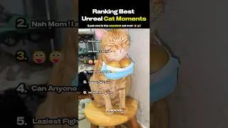 Рейтинг лучших видео с нереальными кошками #dalimsharma