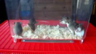 African Pygmy Mice