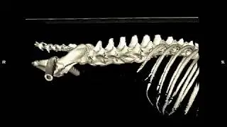 IndyVet - 3D Reconstruction of Vertebral Fracture