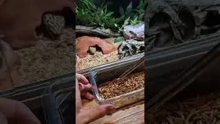 How to feed a leopard gecko #echothegecko #reptiles #gecko #howtofeedagecho #cutegecko
