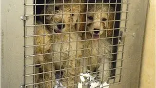 Border Force cuts 'making it easier' for smugglers to sneak dogs into the UK