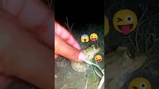 #teplonghengfunny​#funny​ frogs#animal​ frog survival#catch​#animals​#fun​#frog​#frogs​#toad​#memes