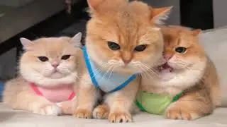 Cat lovers funny video || #funny #cartoon #animals #shortvideo #reels #trending #cat 