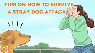 16 Tips on How to Survive a Stray Dog Attack
