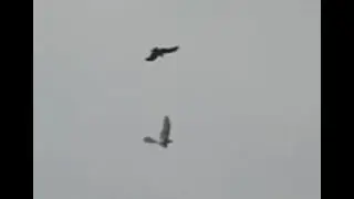 Eagle attacks robot bird!
