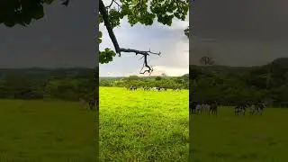 #fazenda #pecuarista #modacaipira #agro #gado #vidanocampo