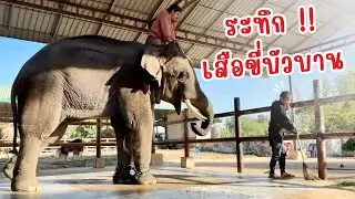 เสือขี่บัวบานระทึก,🤣