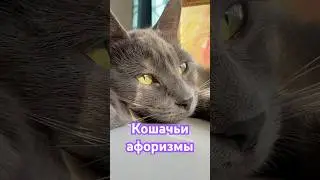 Кошачьи афоризмы #cat #веселыекоты #кот #cats #прикольныекоты #котики #видосыоткота #красиваякошка