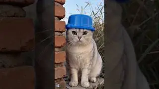 Какая шляпа, эй, кот! 🤣 #смешно #кот #втренде