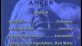 Bach Flowers - Holly and other remedies for anger