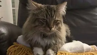 Hund-Katze-Maus 😀