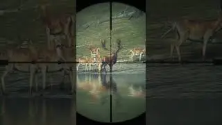 Got my 1st Diamond | The Hunter: Call of The WILD 🦌