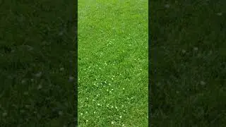 Plant Magic & Potions  // Wild Salad 05 (White Clover and a Honeybee)