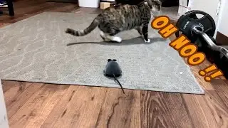 Funny cat scared of a toy mouse scared cats the best funny cat videos compilation part 2