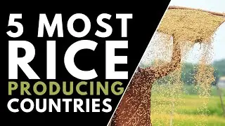 Top 5 Most Rice Producing Countries In The World