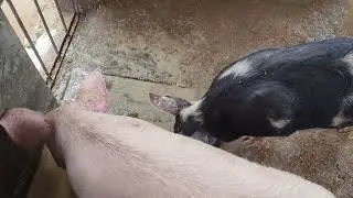 How to start pig farm 
