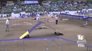 Corgi Niki, AKC National Agility Championship 2015