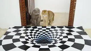 Cats vs Indoor Sinkhole Optical Illusion | Can Puzzled Cats See Optical Illusions? | Cats Reaction