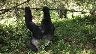 Guhonda silverback close encounter!