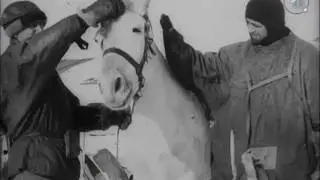 Captain Scott and Dr. Wilson with the Pony 'Nobby' (1912) | BFI National Archive