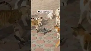 Cats vs drones #cat #drone