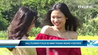 Dill flower field in Ninh Thuan wows visitors