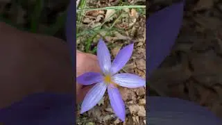 Ирисы, шафран или крокус?
