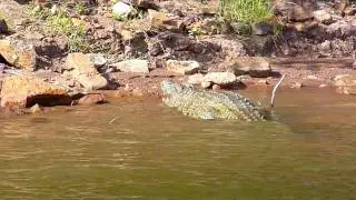testing braided line on crocodile