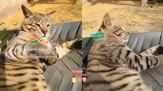 cute cat😻😻#babycate #funnymoments #catactivities #catvideos #pets#catworld