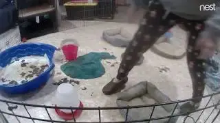Birth Control for Dog Breeders - 5:30 am Poop Storm Cleanup Timelapse