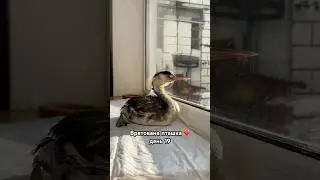 Врятована пташка ❤️ день 19 #rescuebird