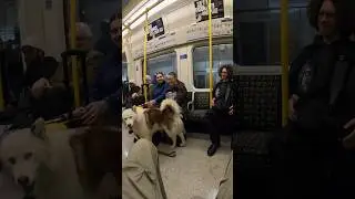 She&rsquo;s a good girl!! #dogs #husky #youtubeshorts #shorts #pet #london #tfl #trains