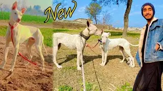 Pure Shikari Kutta B Ah Geya 🤟 .