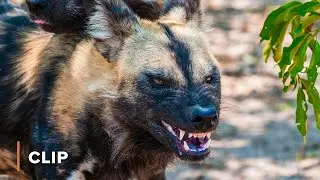 African Wild Dogs vs Croc Wild Dogs- Running With The Pack 102