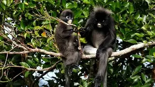 Langur monkeys at Penang hill Malaysia 11/25