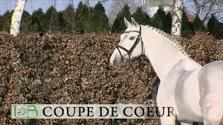 Haupt- und Landgestüt Schwaiganger -  Coupe de Coeur