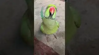 Parrot talking short video 😱🦜🥰mithu talking parrot mummy 😱🥰🦜#shorts #mithu #parrot #popat #ringneck🎉