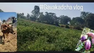 | गावाकडचं शेत |आणि शेतातला भाजीपाला| ... #शेतकरी #शेती #सासर #viral #video #explore #youtube #brand