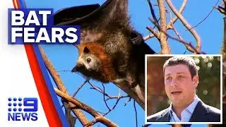 Coronavirus: Calls to move Melbourne&rsquo;s bat colony | Nine News Australia