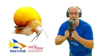 Ep 307 Gold Mystery Snail GIVEAWAY