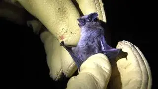 Artificial Bat Habitat