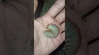 cute insect #larva #insects #nature #animals #shorts