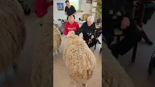 Tierische Osterfreude bei AIR Pflege: Unsere Schafsrallye mit Pontus & Endor! 🐑🌸