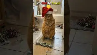 Only 1% of people can watch the entire video without laughing😂🤣