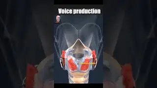 vocal cords in action   #shorts #animation #NEET