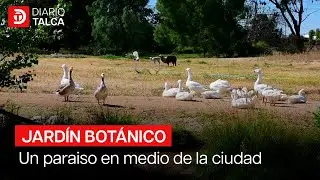 Jard&iacute;n Bot&aacute;nico de la UTALCA, un peque&ntilde;o para&iacute;so en medio de la ciudad.